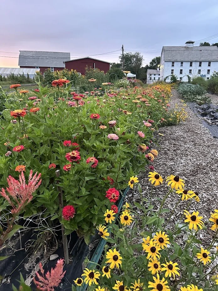 back of field with row.jpg