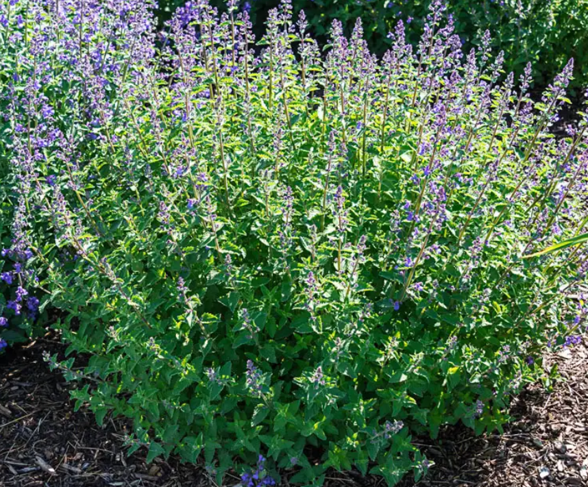 catnip.PNG