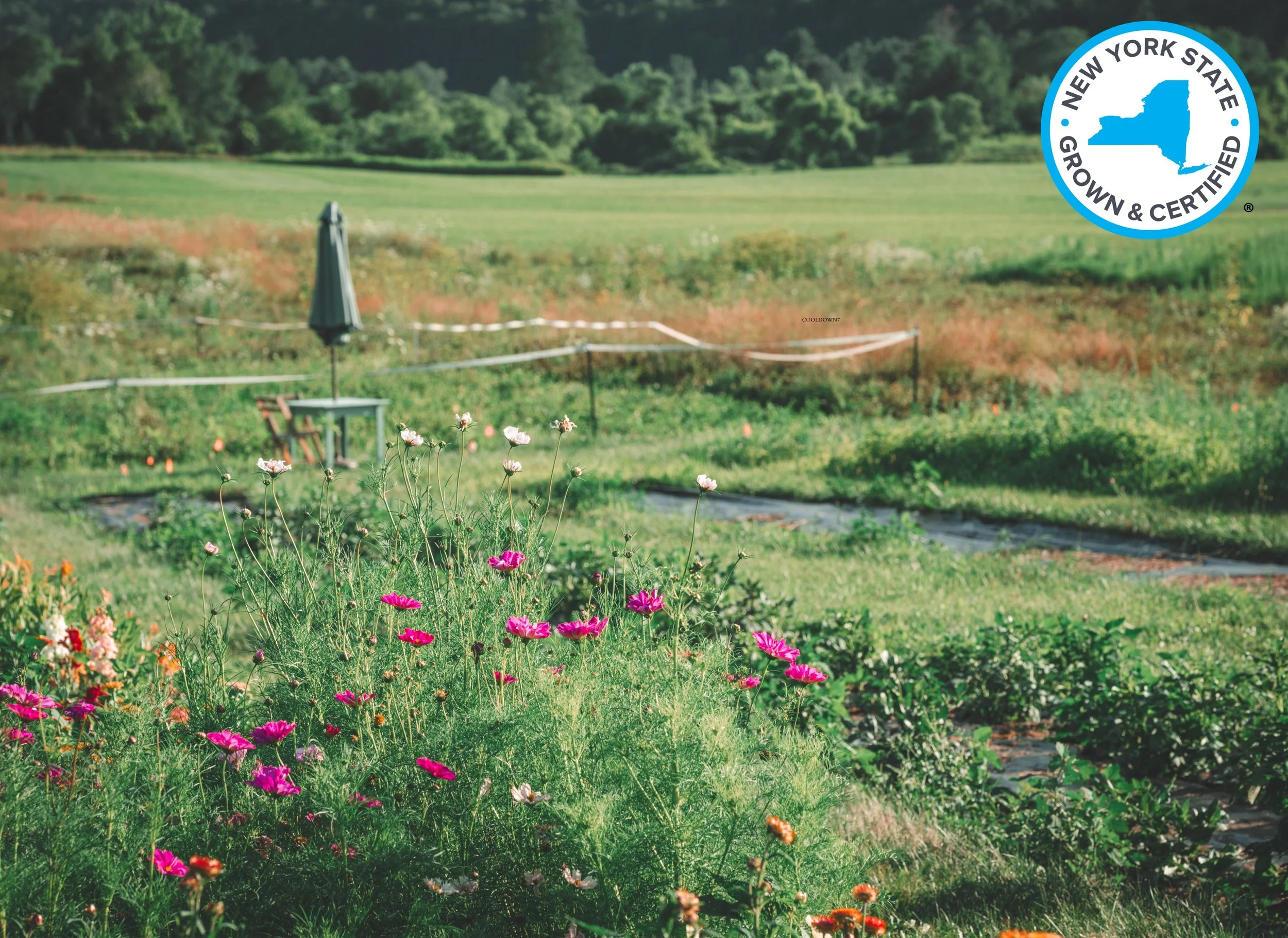 gardenworks-NYSGS-cut-flowers (8).jpg