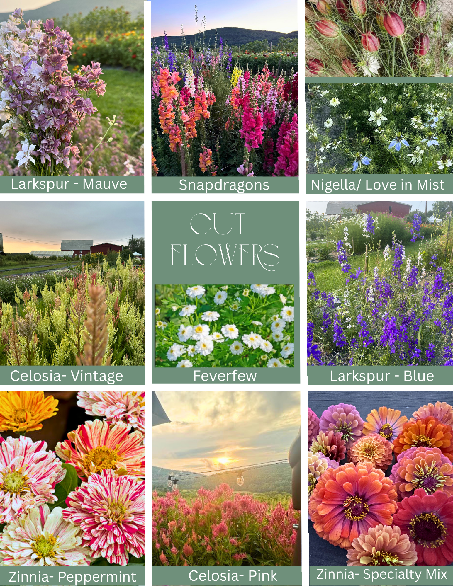 Cut Flowers.png