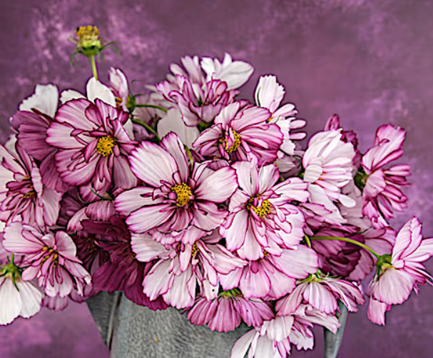 Cosmos Fizzy Rose.PNG