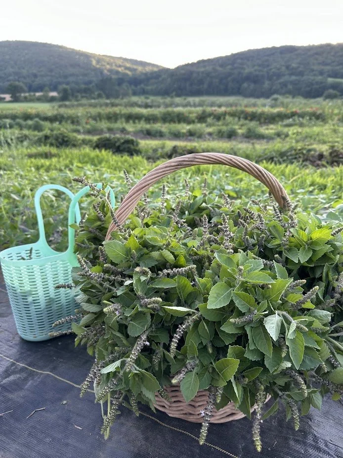 Basket of tea.jpg