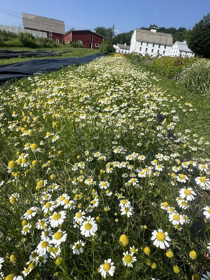 chamomile.jpg