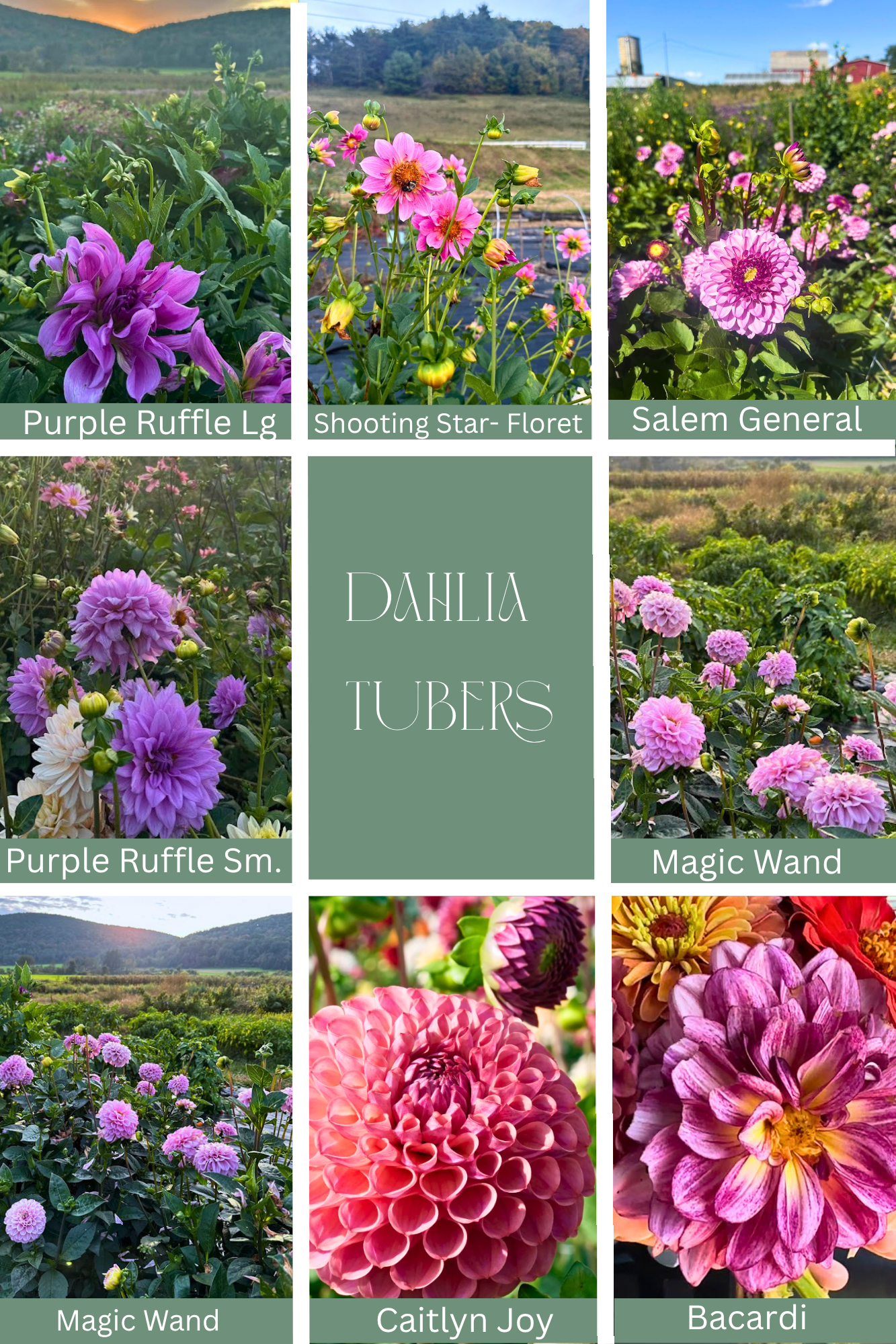 Dahlia 1.png