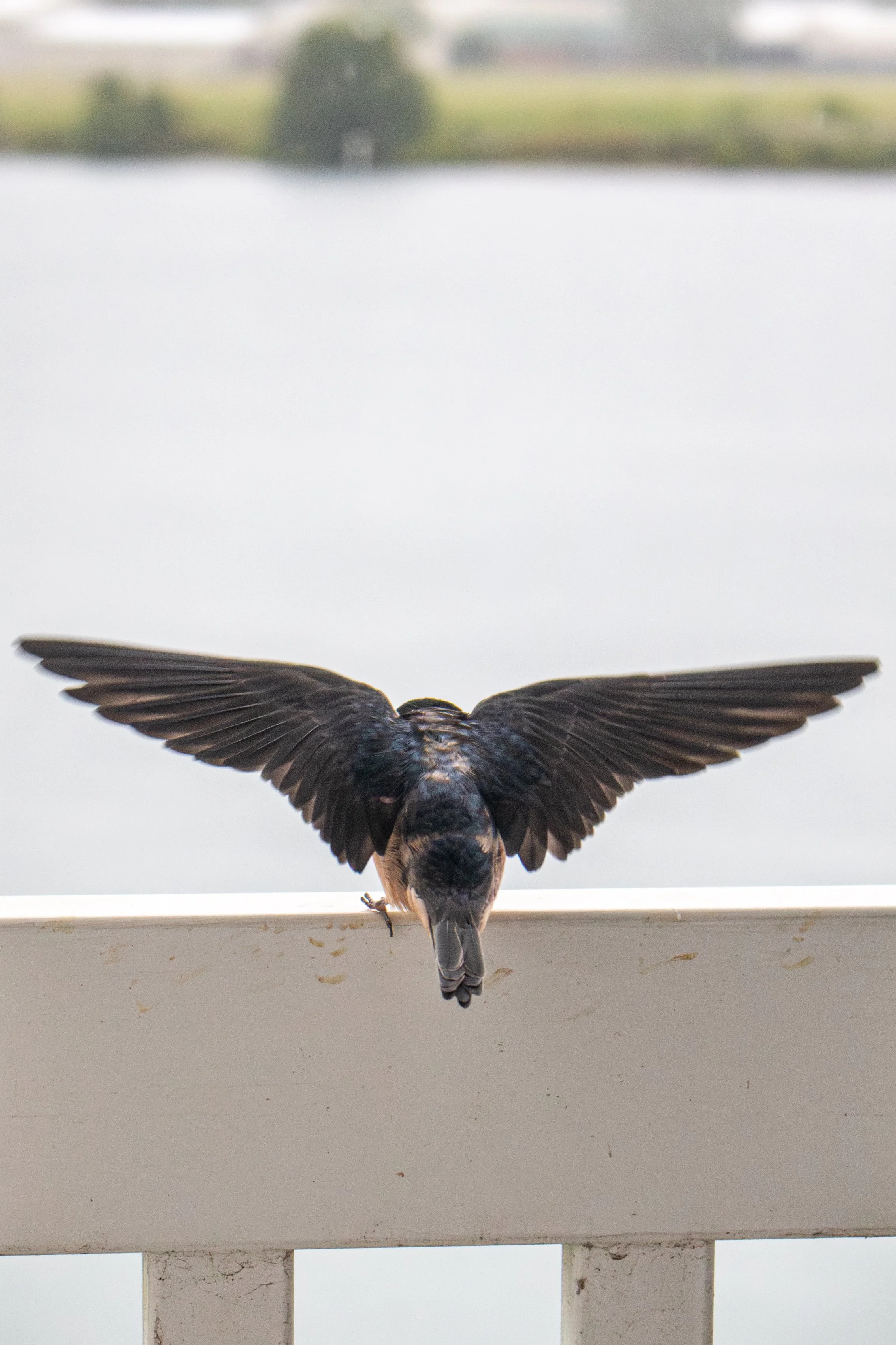 birdpics.edited.jpg