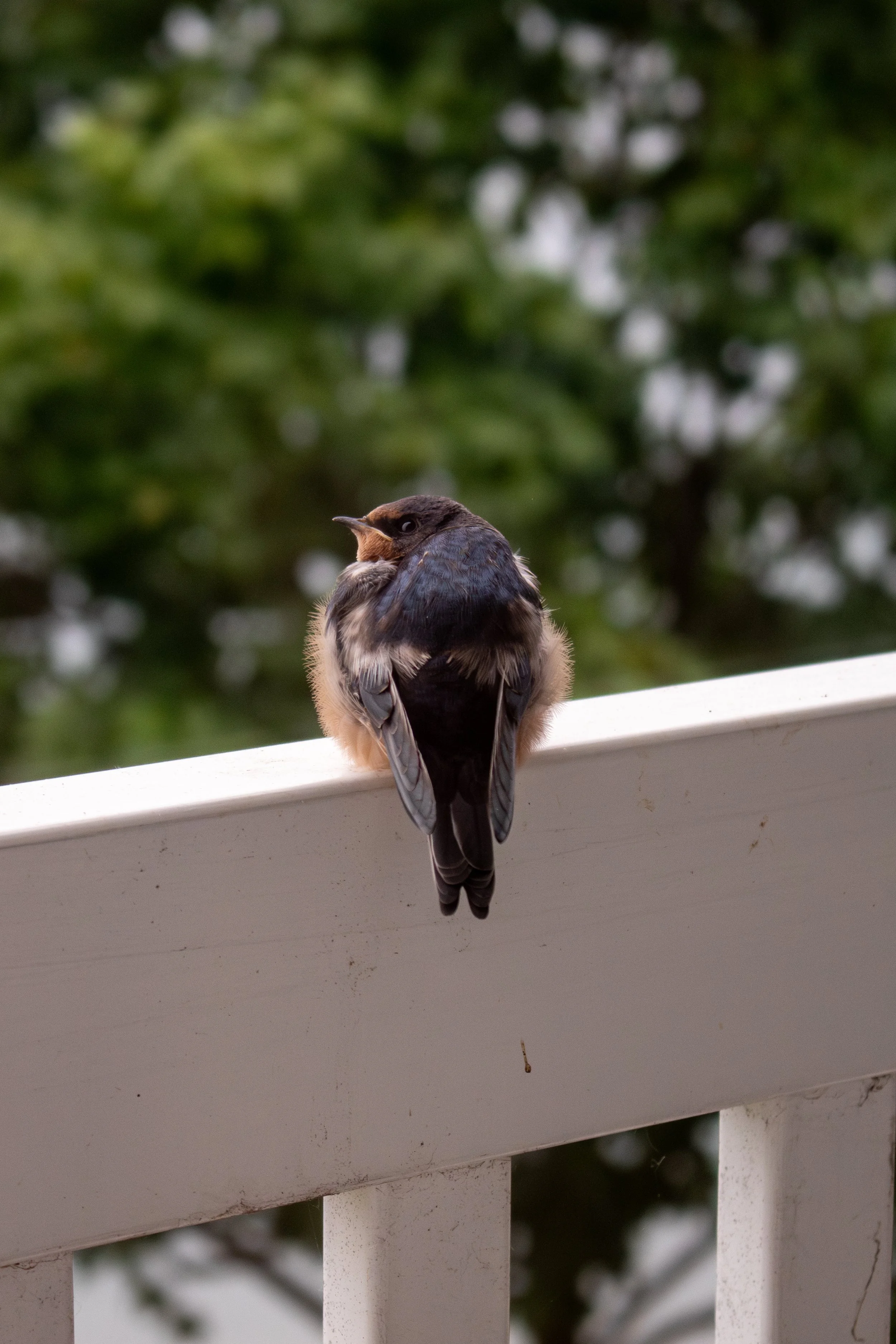 birdpics.edited-8.jpg