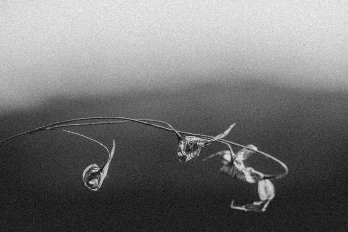 la-fine-art- nature-photography-00010.jpg