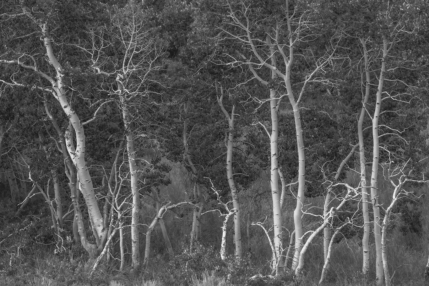 la-fine-art- nature-photography-00013.jpg