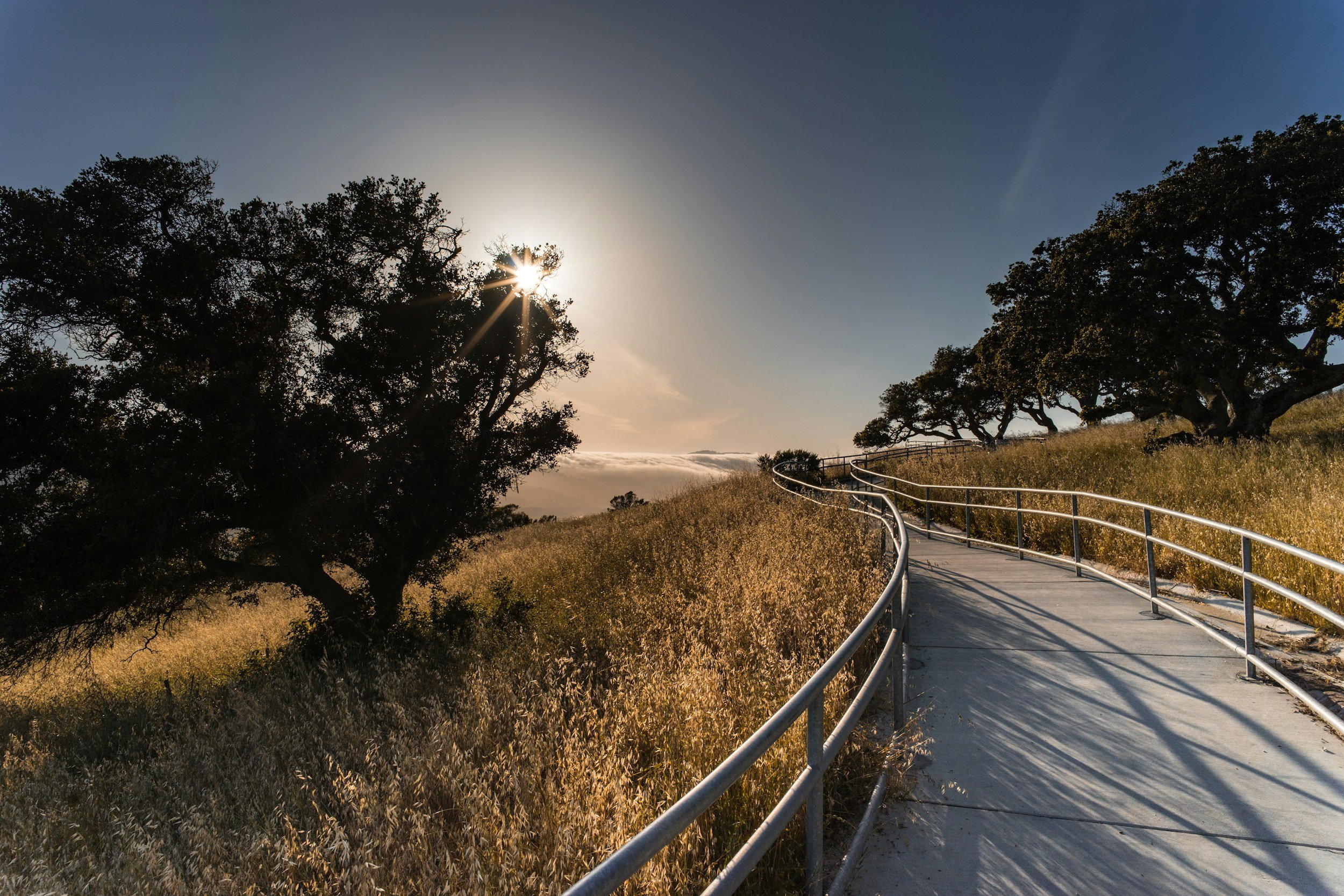 A winding paved path with railings in a grassy field next to trees, with the sun shining behind a tree and a clear blue sky.