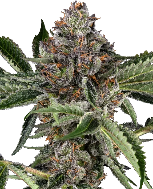 Papaya Jealousy (Sensei) - 7 Pack