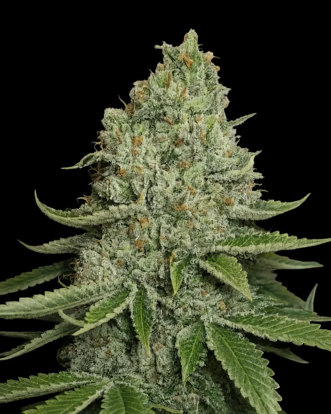 SFV OG Kush (Cali Connection) - 6 Pack