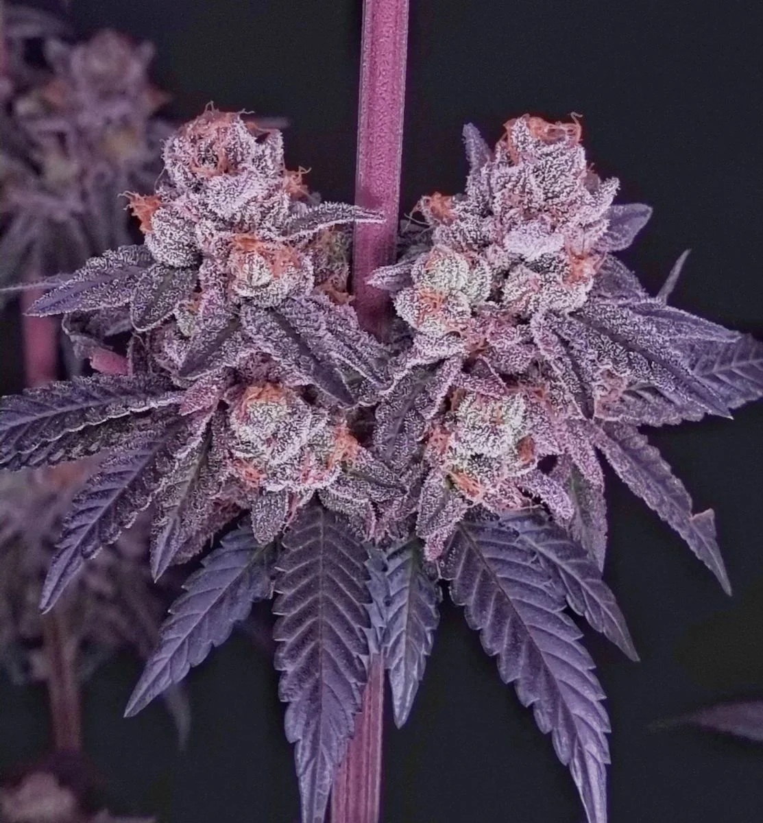 Apples and Bananas X Zoda (Unami) - 3 Pack