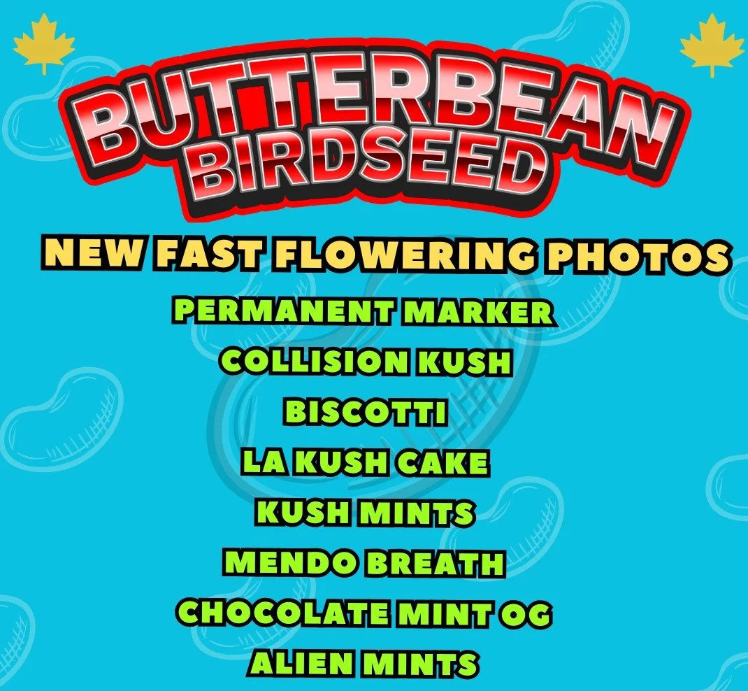 La Kush Cake Fast (Butterbean) - 5 Pack