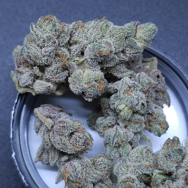 Sugar Tree (Inhouse) - 3 Pack