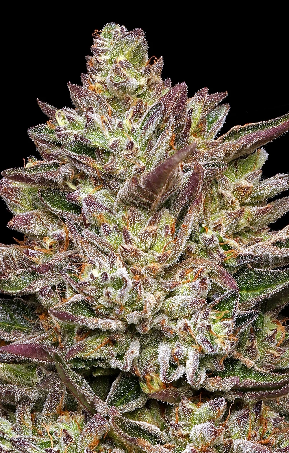 Guzzlerz (Humboldt) - 5 Pack