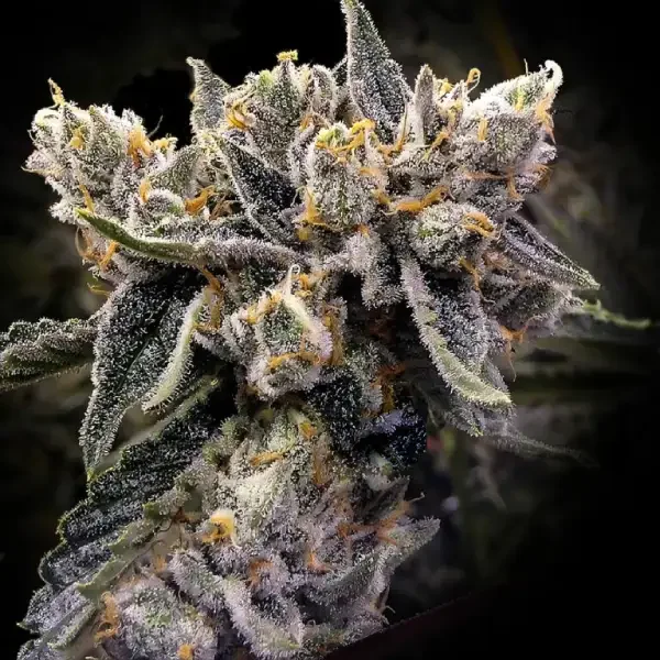 Bruised Bananas (DNA) - 5 Pack