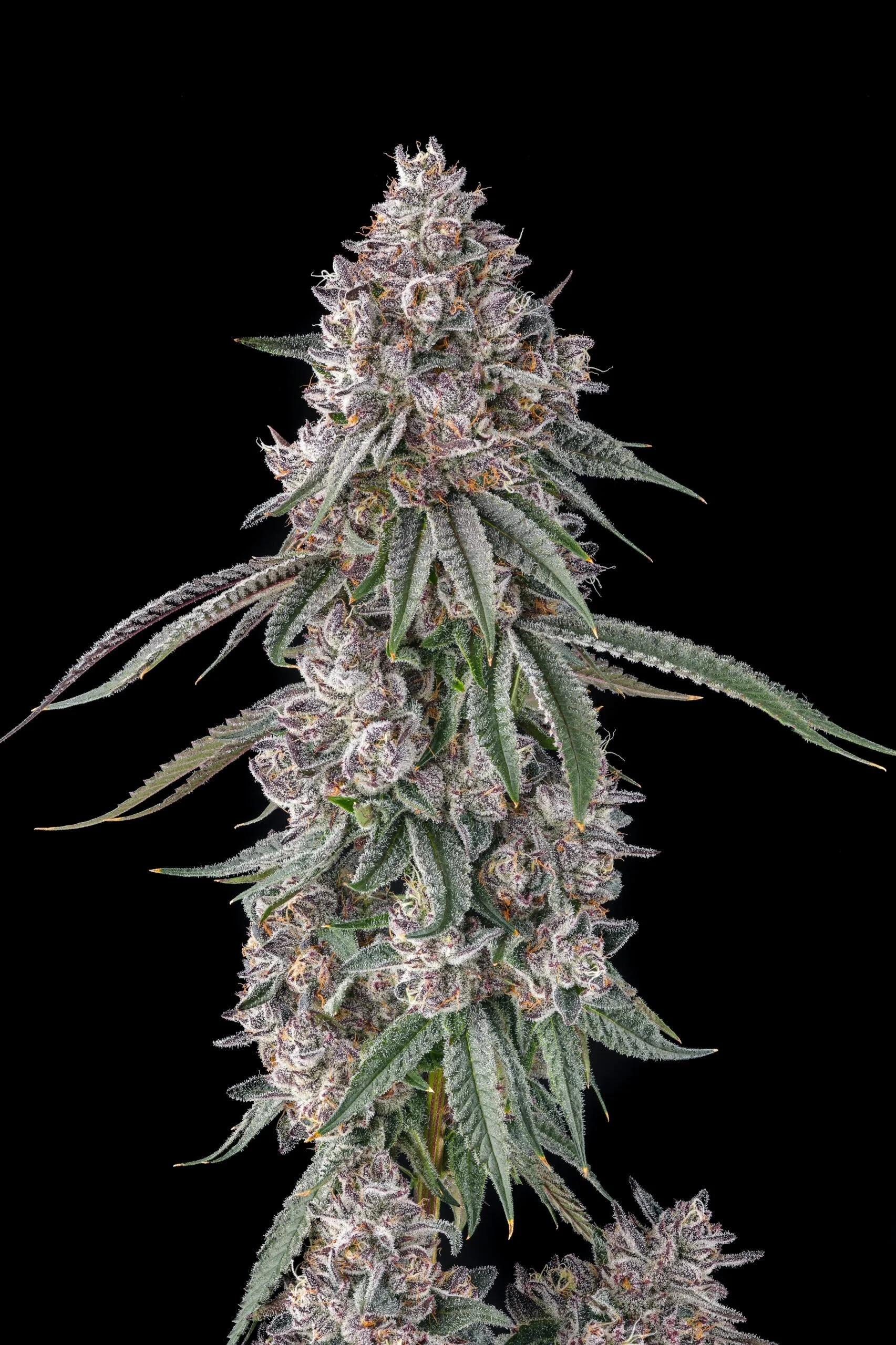 Lemon Chain (Compound) - 3 Pack