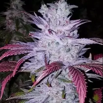 Early Lemon Berry RBX (Ethos) - 5 Pack
