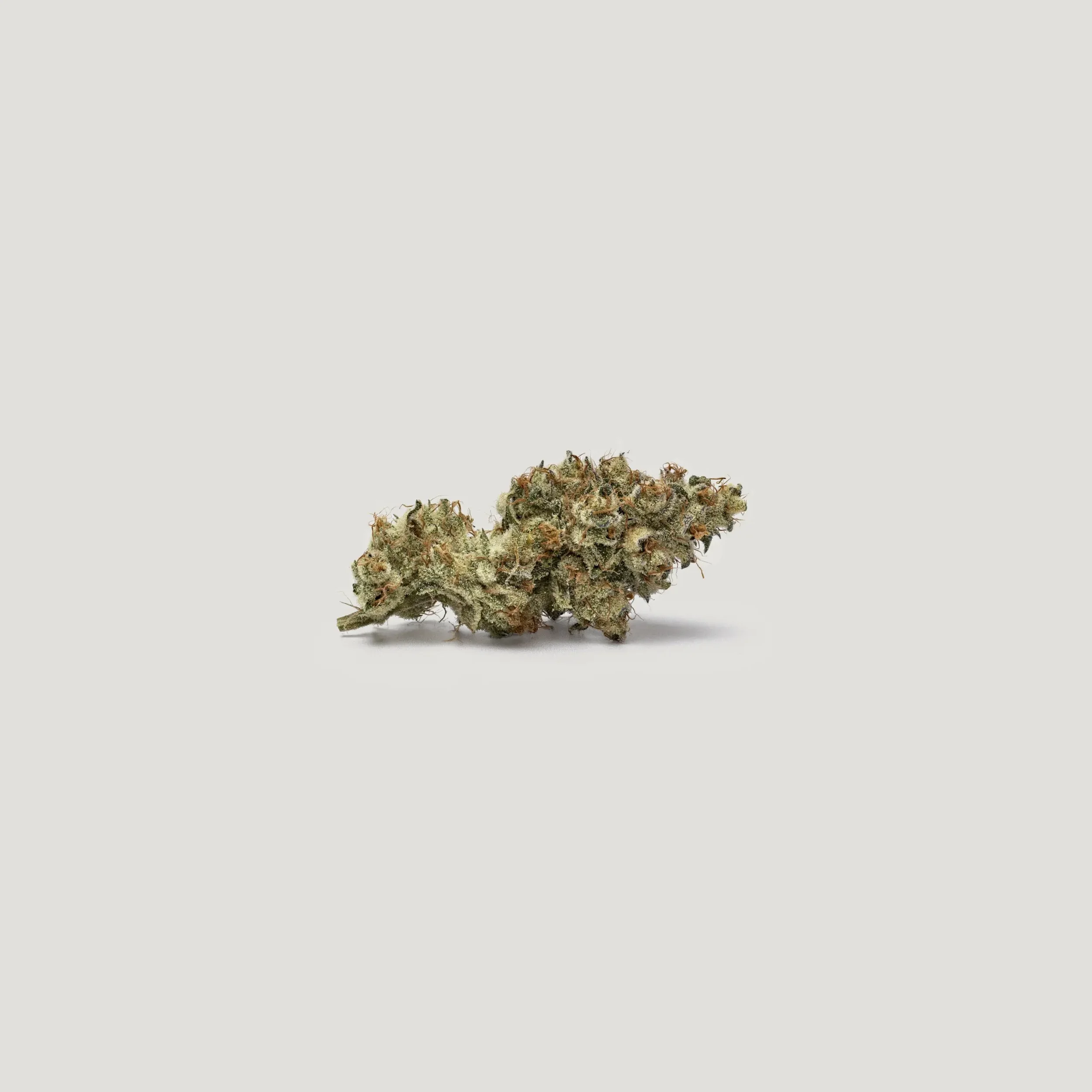 BOMBAY (Purple City) - 3 Pack