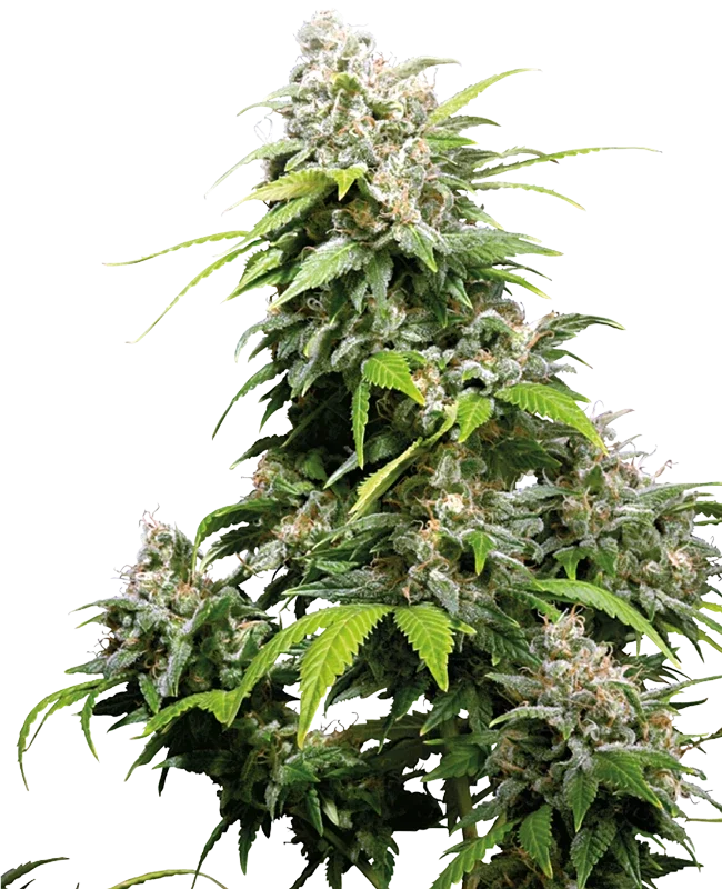 California Indica (Sensei) - 5 Pack