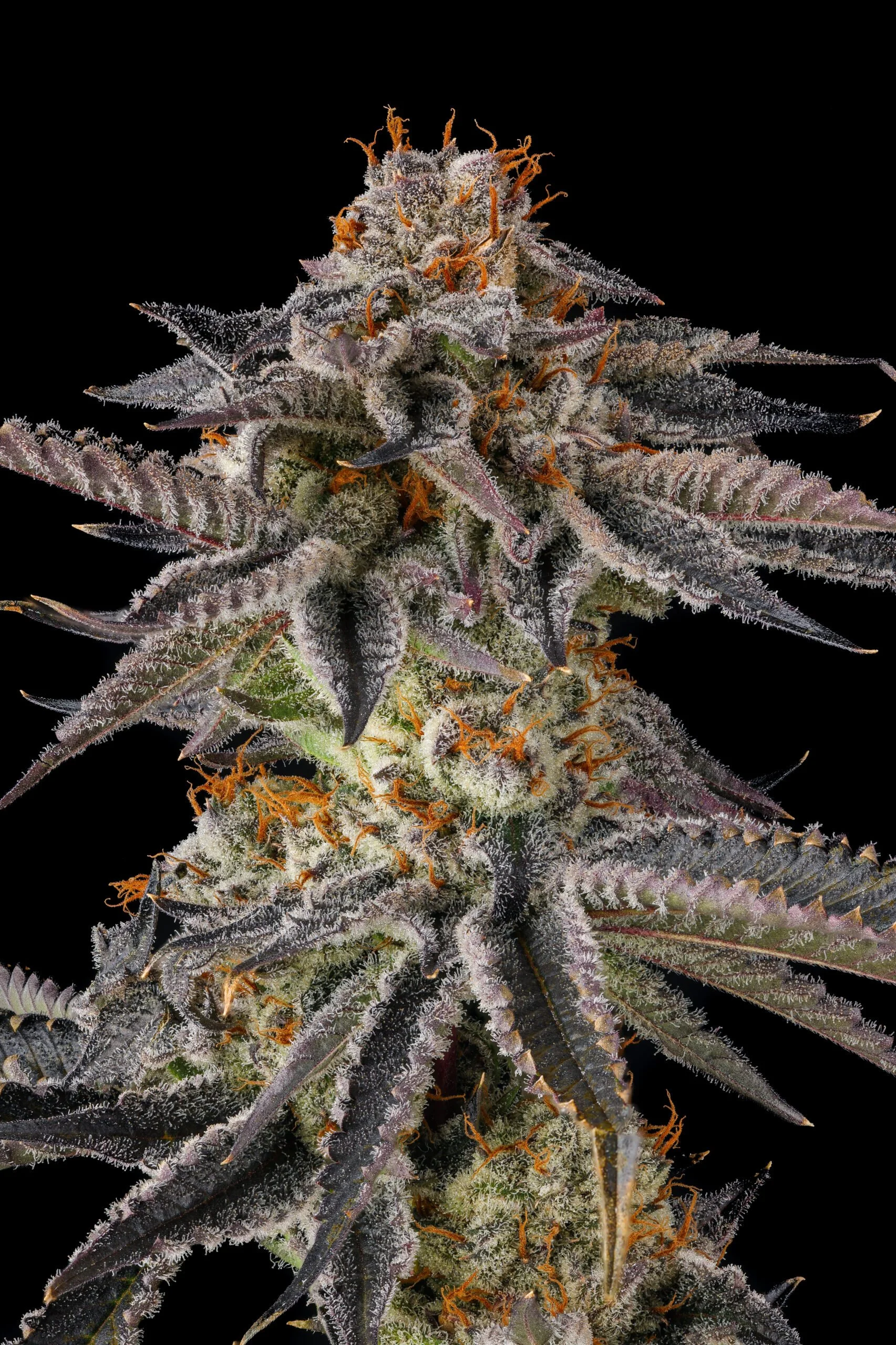 Jahrassic (Compound Genetics) - 3 Pack