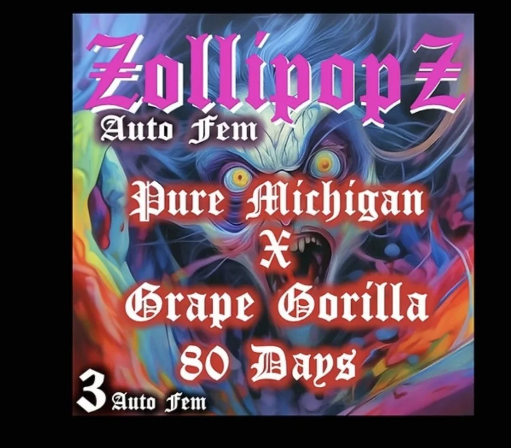 Zollipopz Auto  (Aeque) - 3 Pack