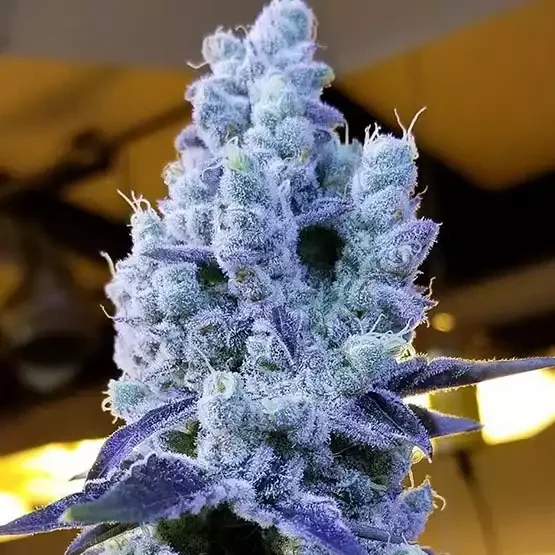 Mandarin Cookies V2 (Ethos) - 5 Pack