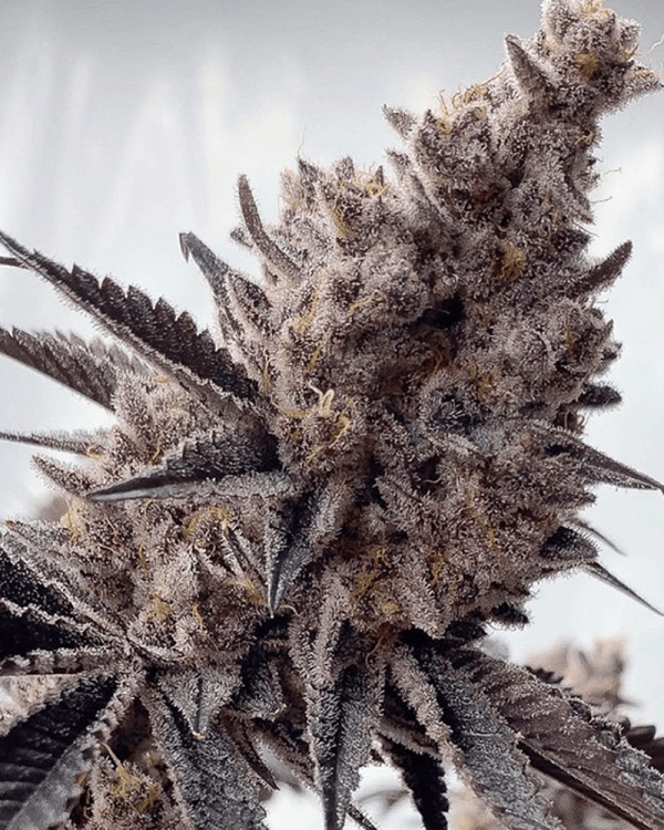 Miami Miami - 6 Pack