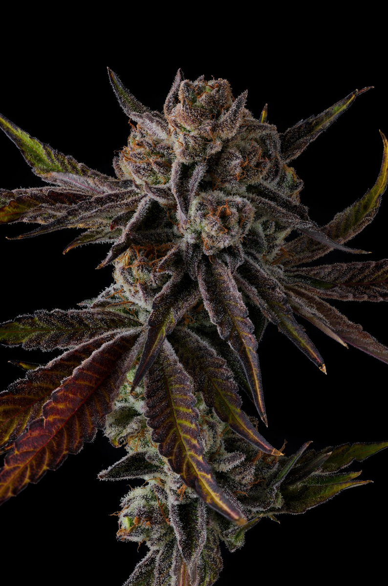 Purple Preserves - 3 Pack