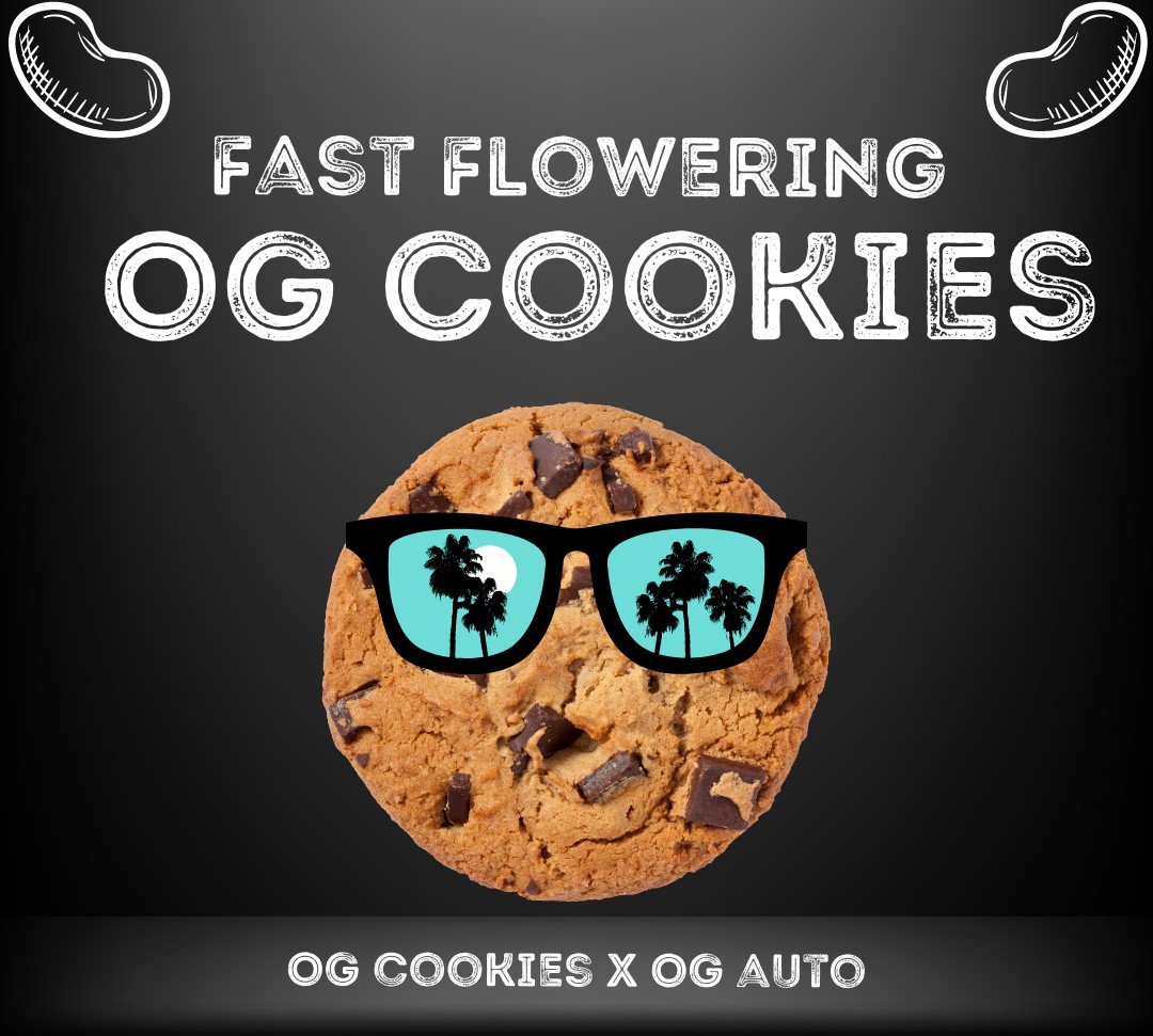 OG Cookies Fast (Butterbean) - 5 Pack