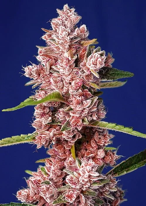 Tropicanna Poison Fast (Sweet) - 4 Pack