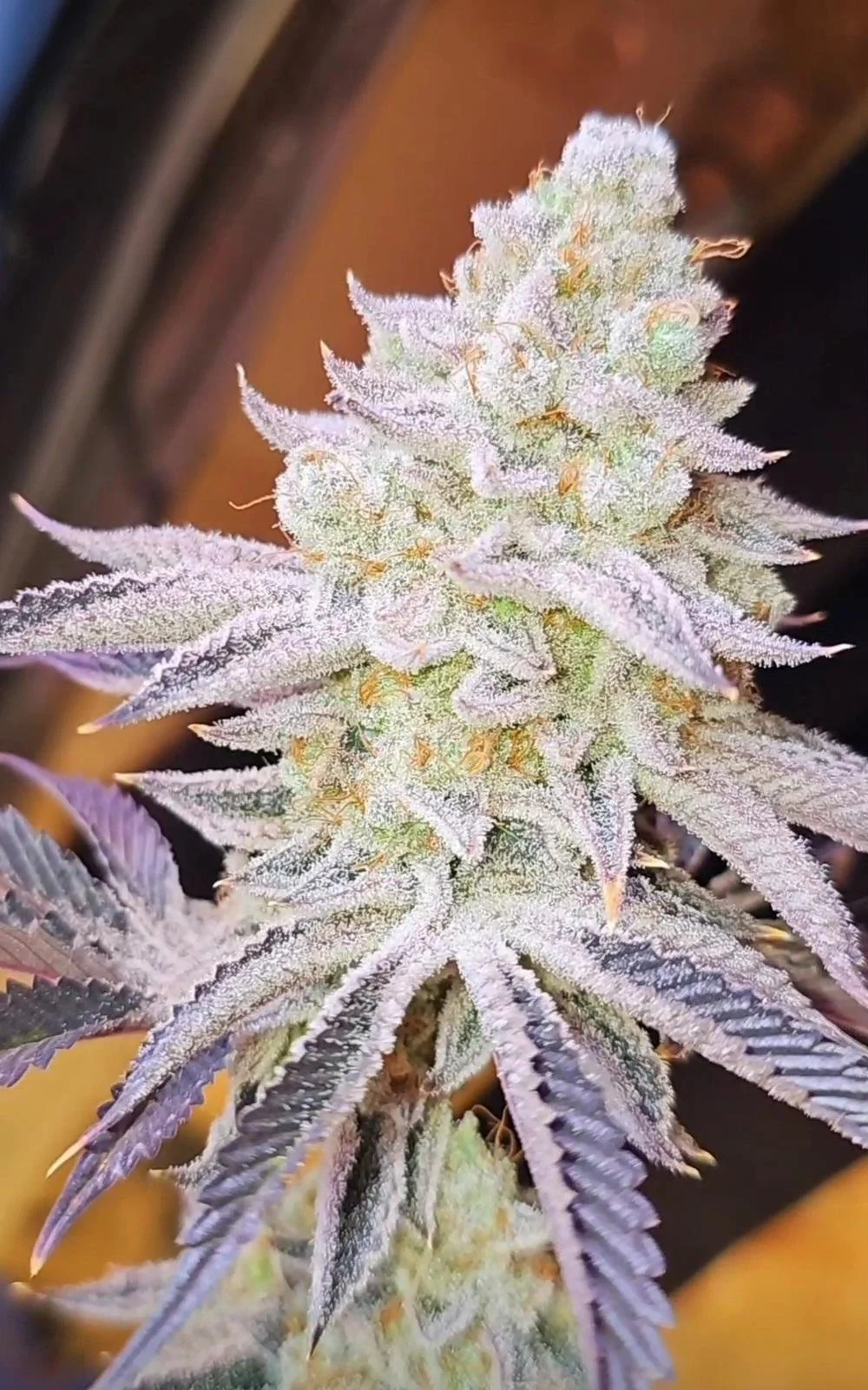 Aurelium (Inhouse) - 3 Pack