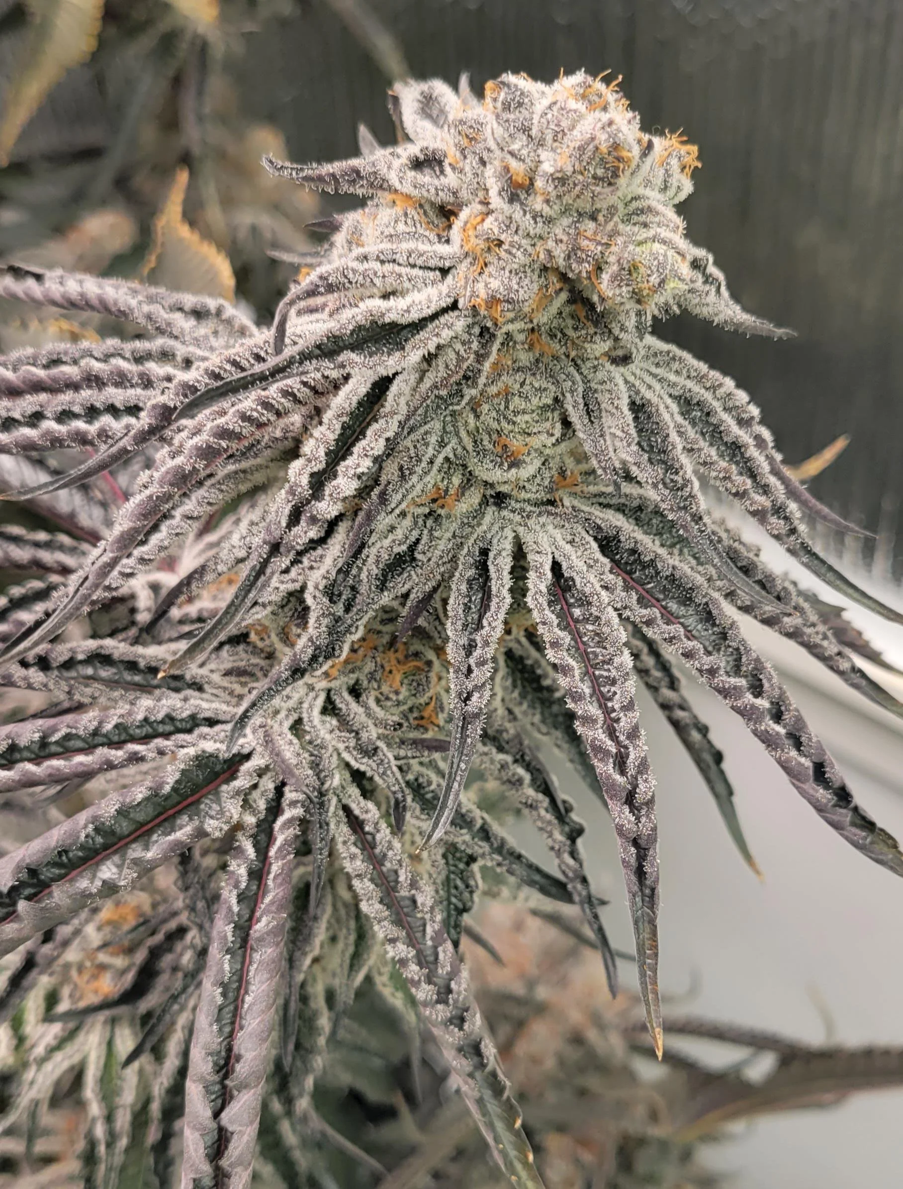 GRC X BBC F2 (Square1) - 10 Pack