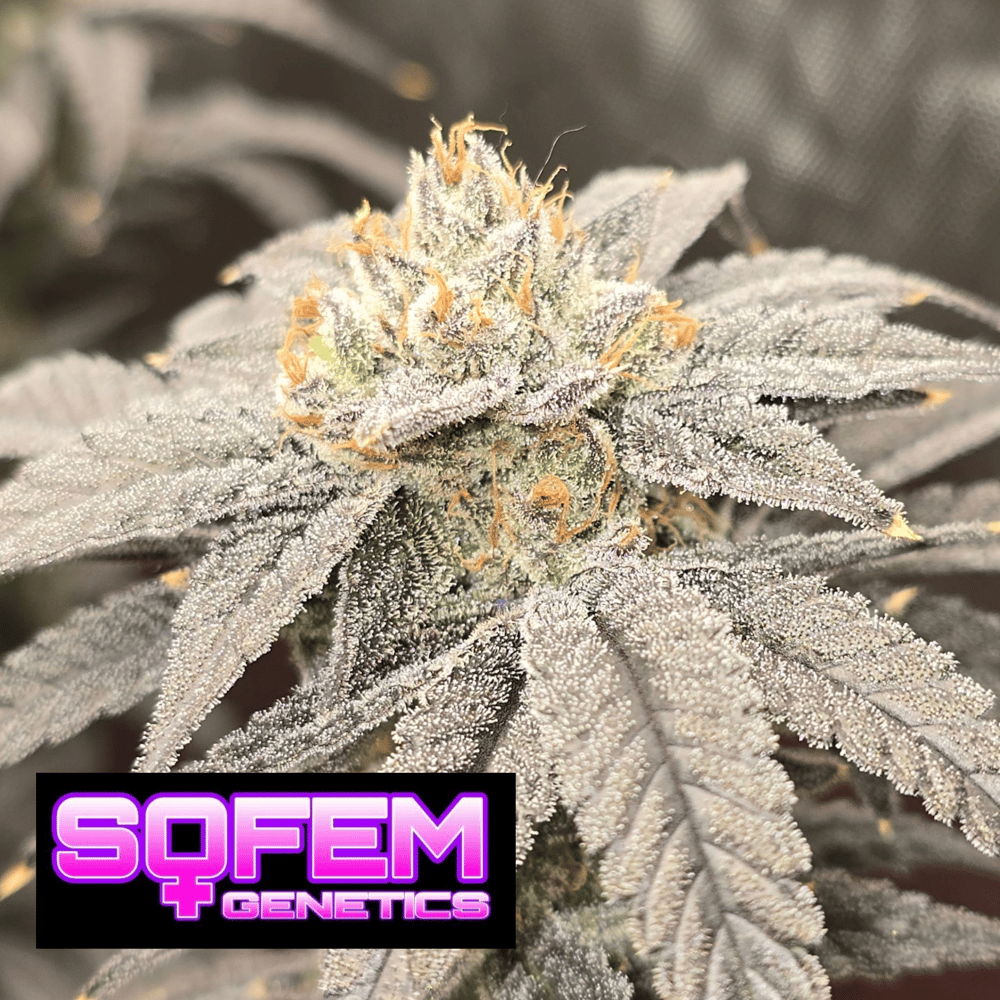 Cherry Cheetah (SoFem) - 5 Pack