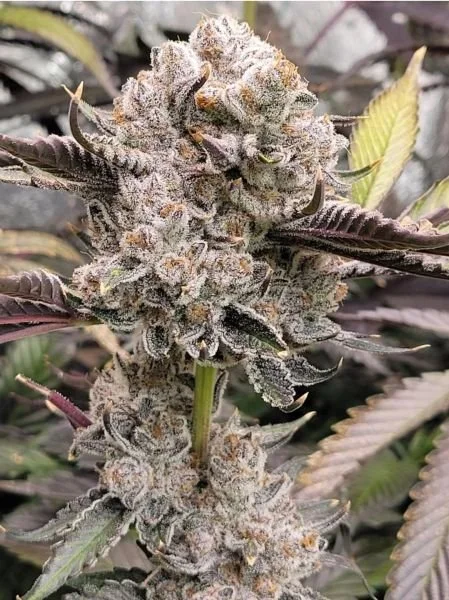 Pinnacle Cookies (Str8Gas) - 5 Pack
