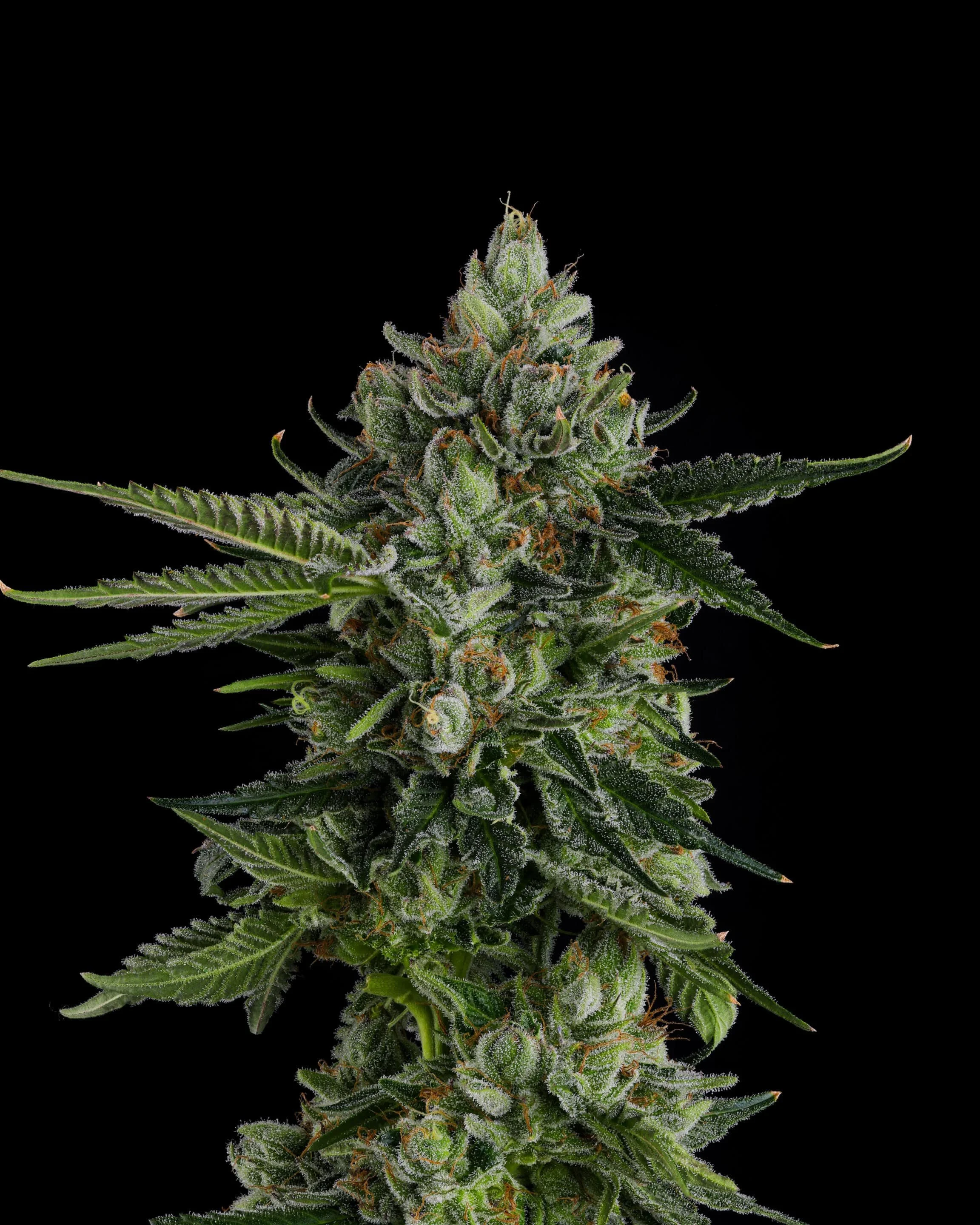 Rose Gold Rackz - 3 Pack