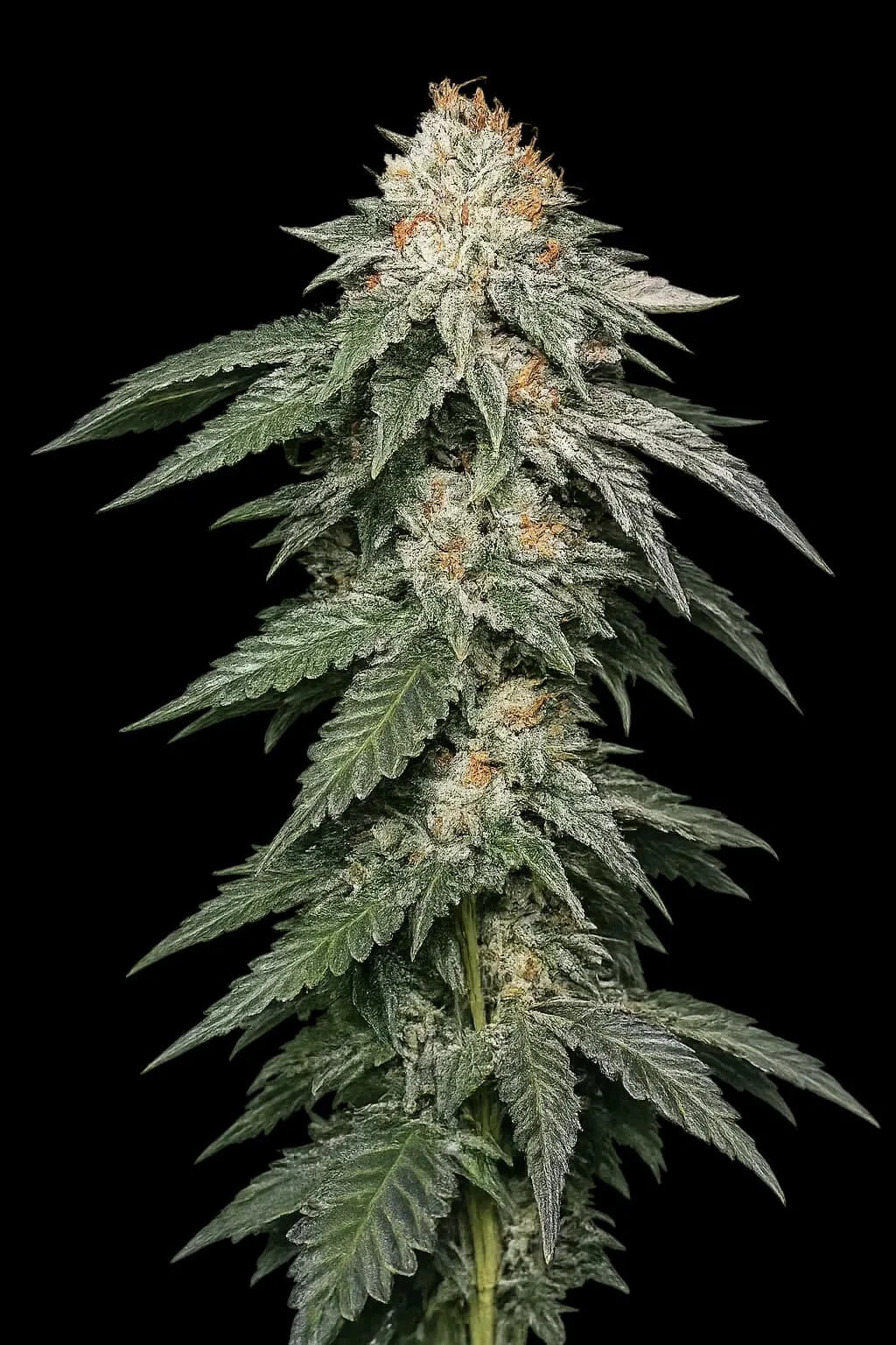 Julius Caesar (Cali Connection) - 6 Pack