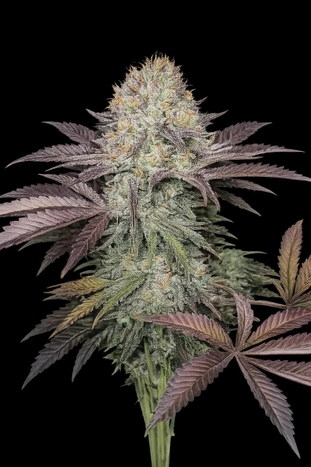 Purple Crack (Cali Connection) - 6 Pack