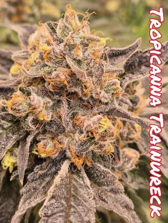 Tropicanna Trainwreck (SoFem) - 5 Pack