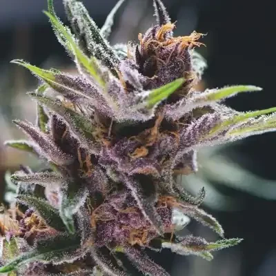 Black Cherry Punch (Pyramid) - 5+2 Pack
