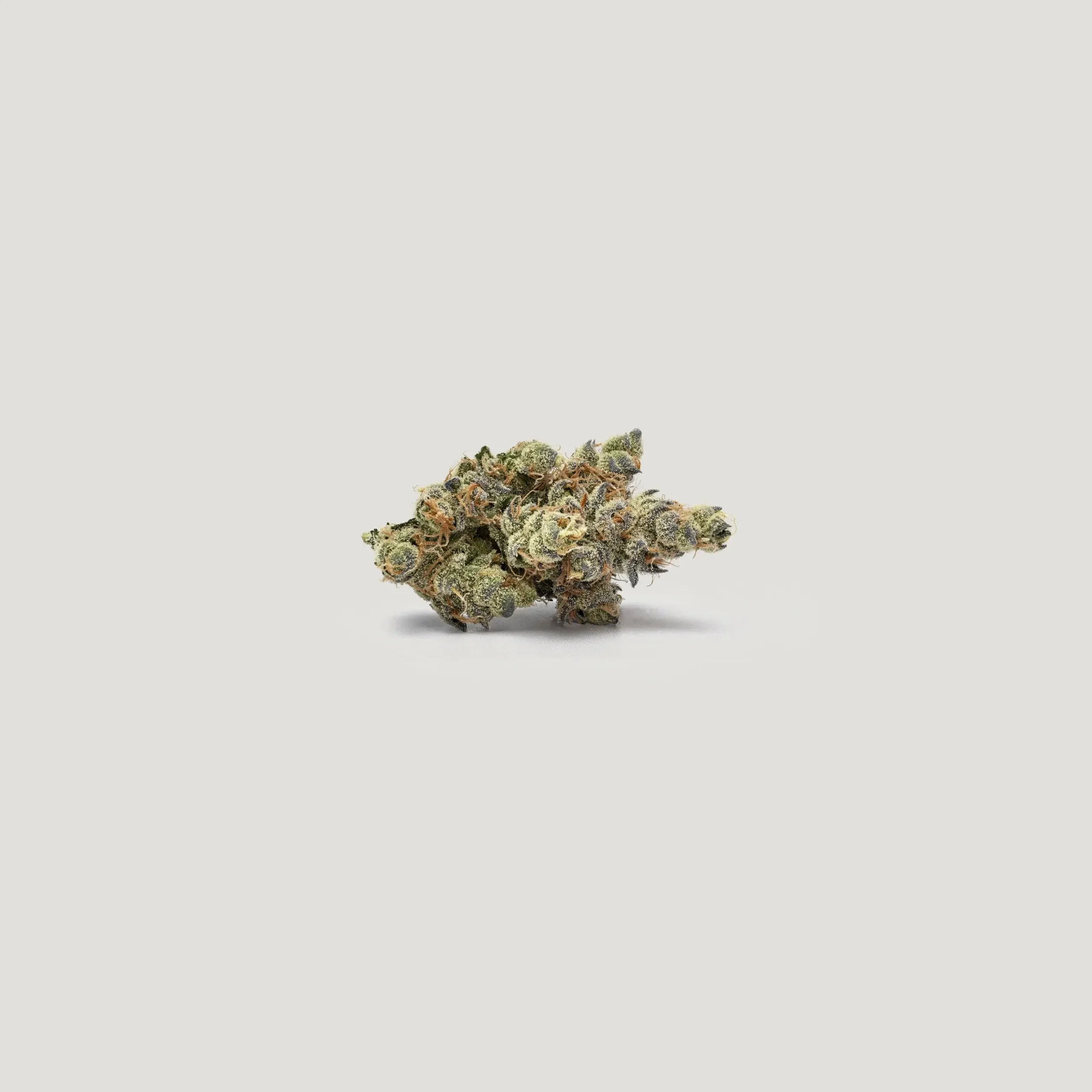 Marrakesh (Purple City) - 3 Pack