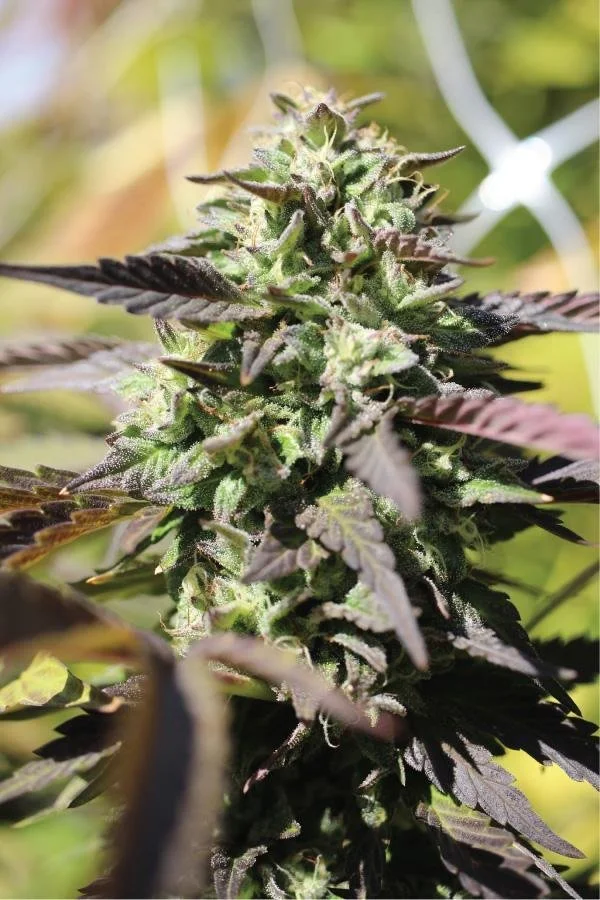Chunkadelic Auto (Humboldt) - 5 Pack