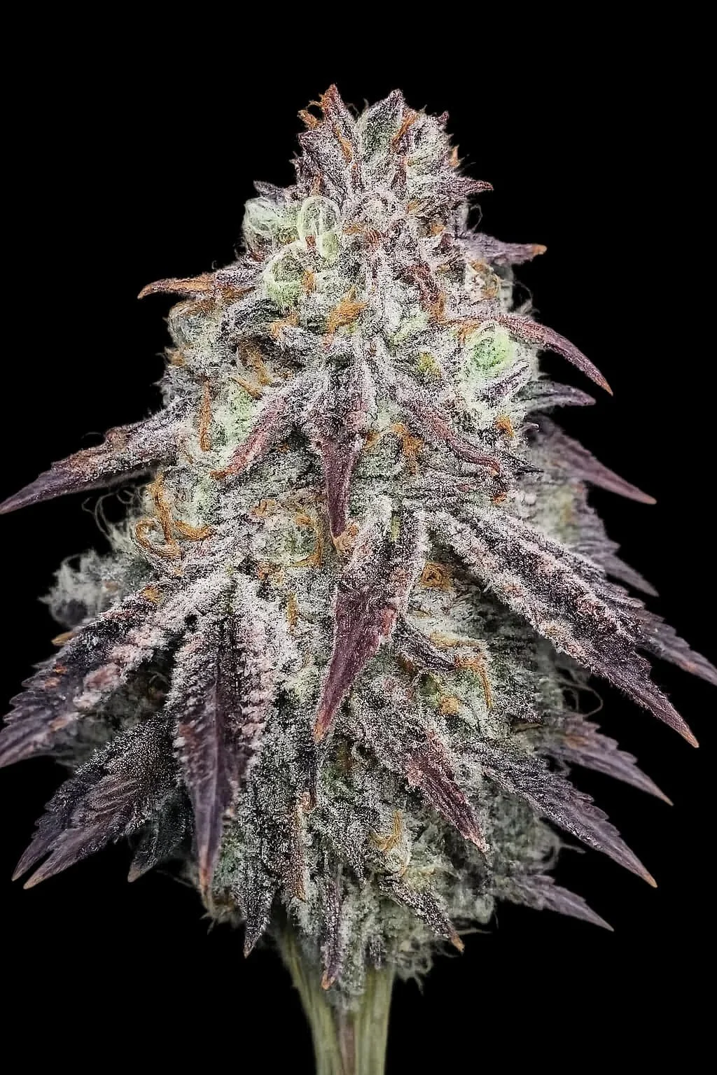 Purple Diesel (Cali Connection) - 6 Pack