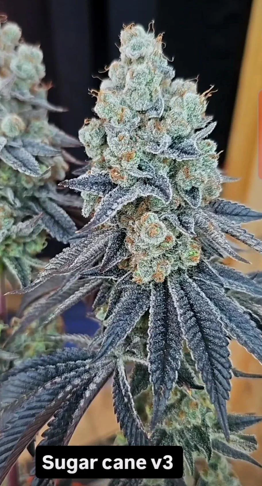 Sugar Cane V3 (Inhouse) - 3 Pack