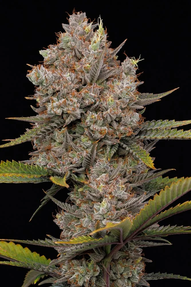 Hella Jelly Auto (Humboldt) - 5 Pack