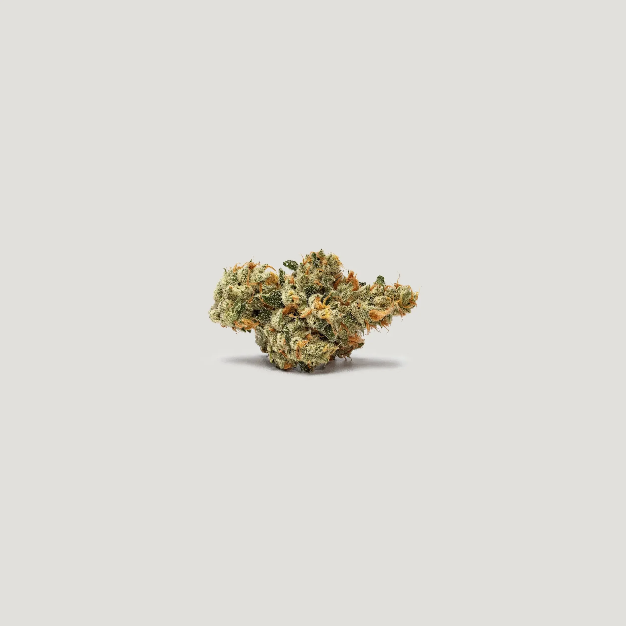 KEY LIME TART (Purple City) - 3 Pack