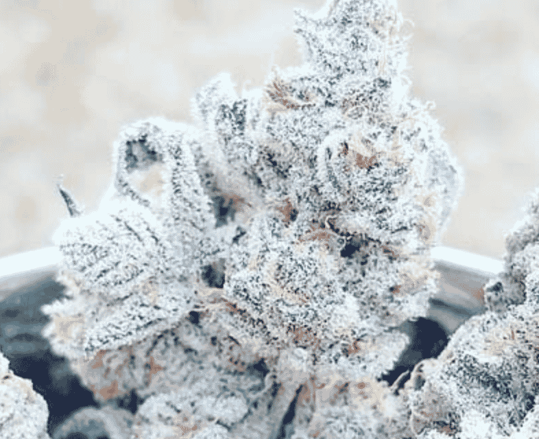 Jelly Breath S1 - 3 Pack