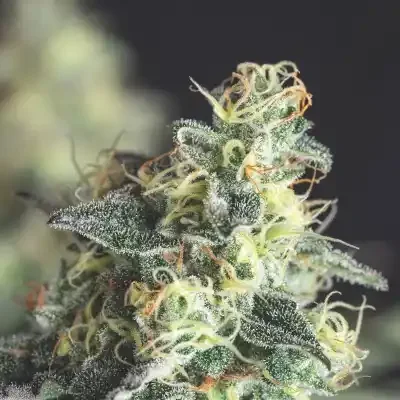 Lemon Larry OG ( Pyramid) - 3 + 1 Pack