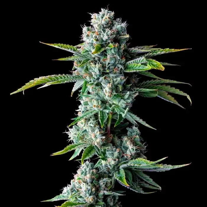 Skywalker Kush (DNA) - 5 Pack