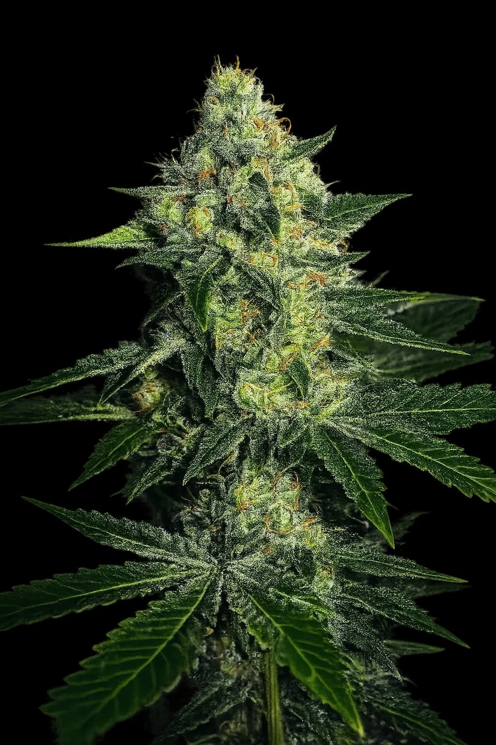 Sugar Mill (Cali Connection) - 6 Pack